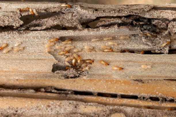 Wildlife Control Services in Chester, MD