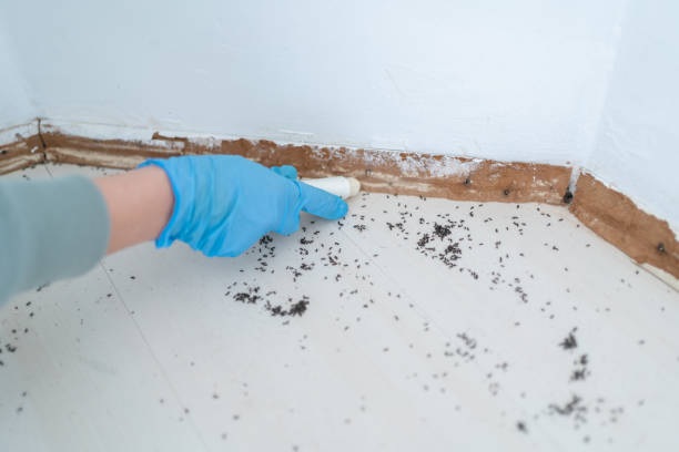 Best Pest Prevention Services  in Chester, MD